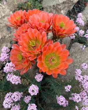 Scarlet hedgehog cactus(Echinocereus coccineus)