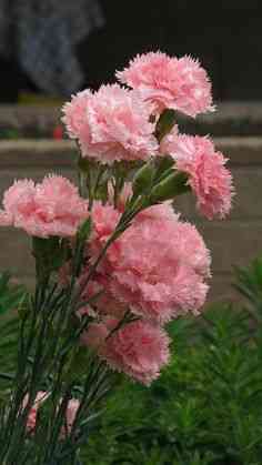 Carnation(Dianthus caryophyllus)