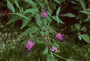 Butterfly Bush(Buddleja japonica)
