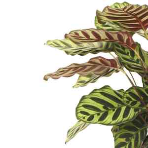 Peacock plant(Goeppertia makoyana)