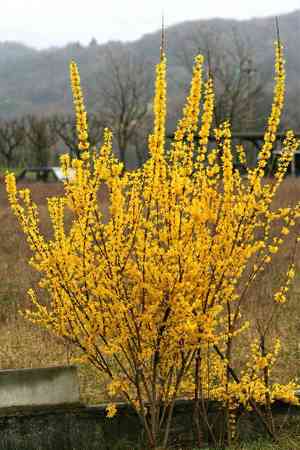 Greenstem forsythia(Forsythia viridissima)