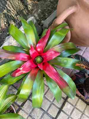 Blushing Bromeliad(Neoregelia carolinae)
