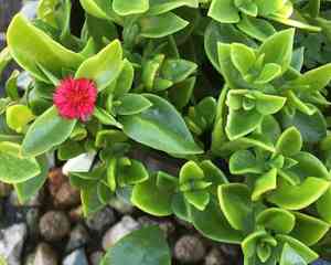 Baby sun rose(Mesembryanthemum cordifolium)
