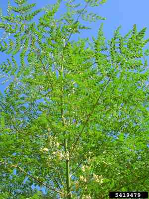 Moringa(Moringa oleifera)