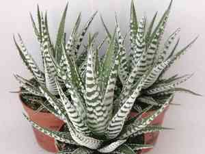 Zebra plant(Haworthiopsis fasciata)