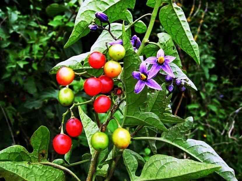 Bittersweet(Solanum dulcamara)
