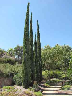Mediterranean cypress(Cupressus sempervirens)