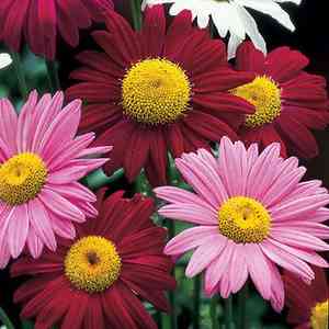Pyrethrum(Tanacetum coccineum)