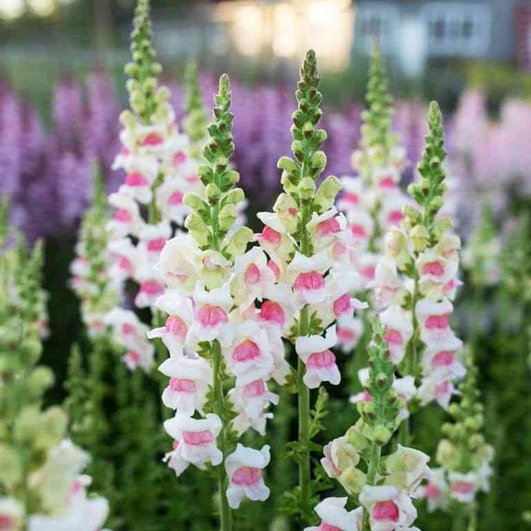 Garden snapdragon(Antirrhinum majus)