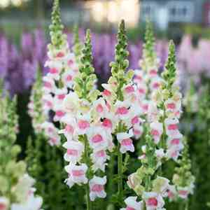 Garden snapdragon(Antirrhinum majus)