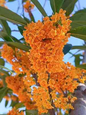 Sweet osmanthus(Osmanthus fragrans)