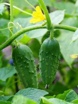 Cucumber(Cucumis sativus)