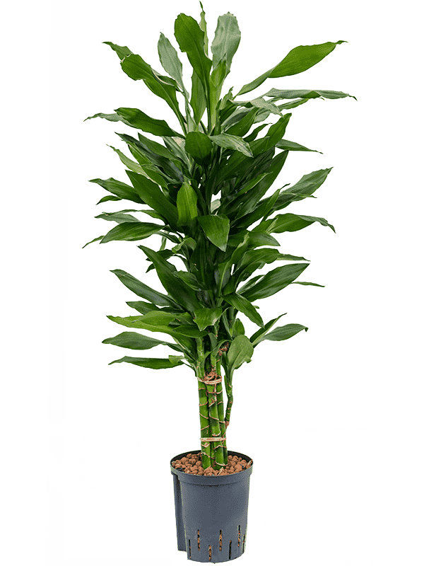 Corn plant(Dracaena fragrans)
