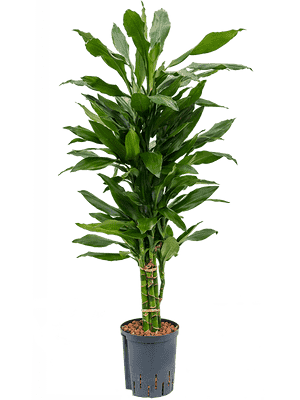 Corn plant(Dracaena fragrans)