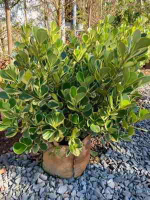 Autograph tree(Clusia rosea)