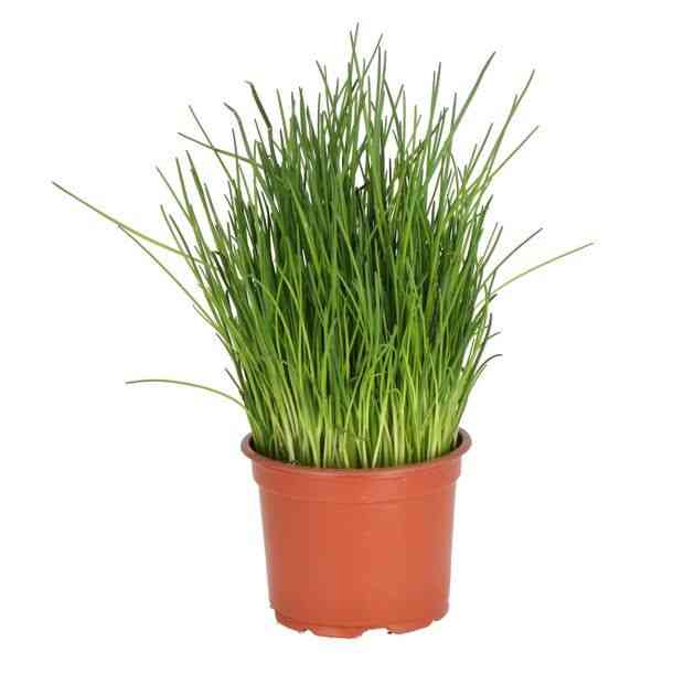 Allium schoenoprasum(Allium schoenoprasum)