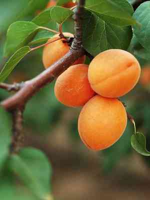 Apricot(Prunus armeniaca)