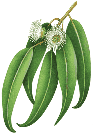 Tasmanian blue gum(Eucalyptus globulus)