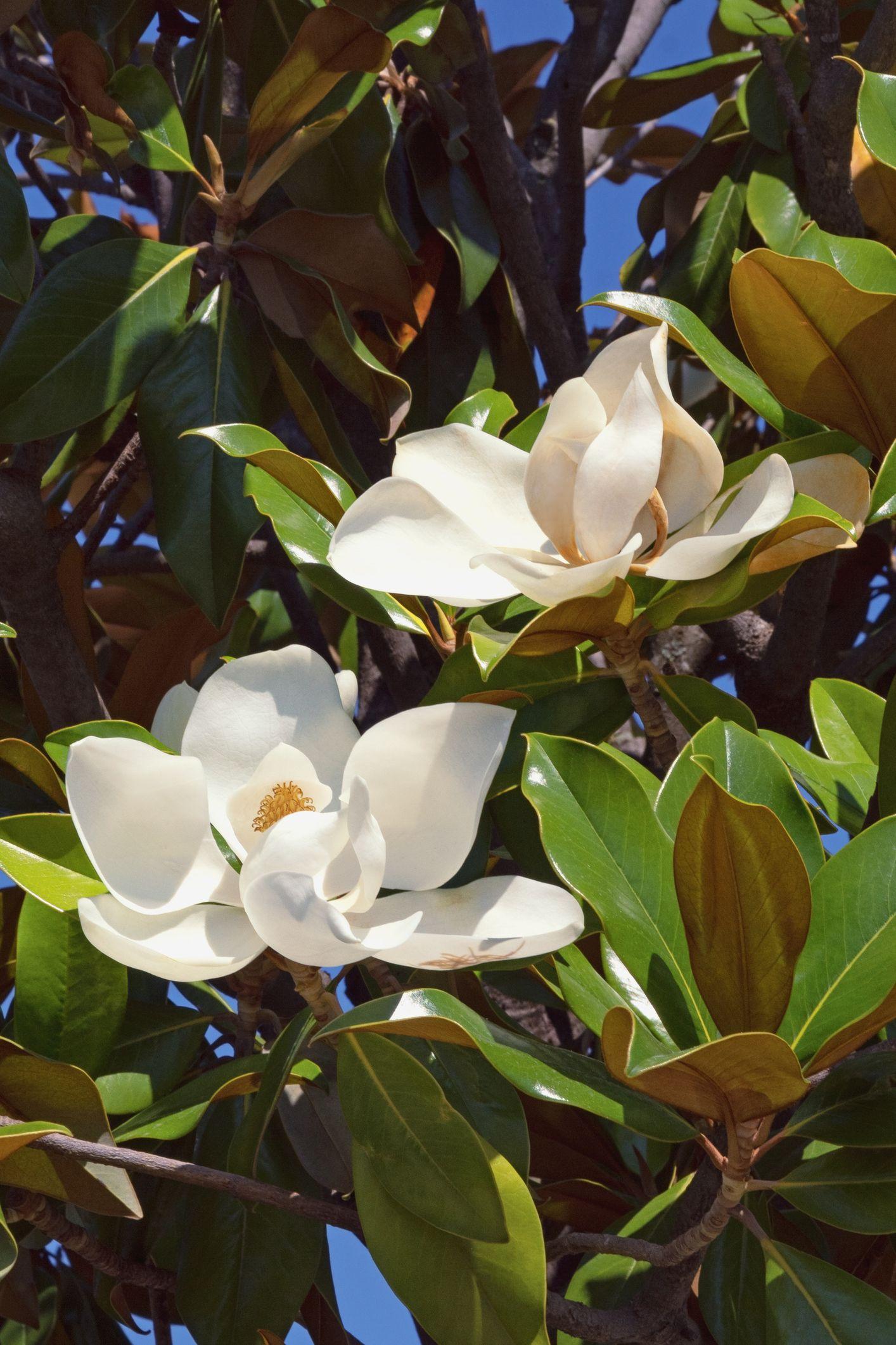 Southern magnolia