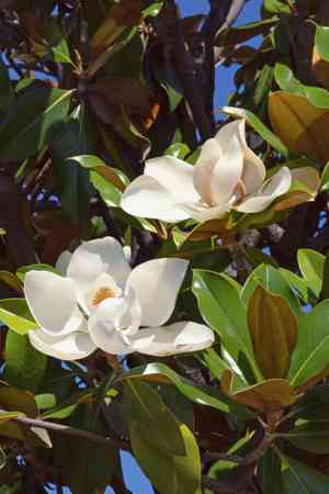 Southern magnolia(Magnolia grandiflora)