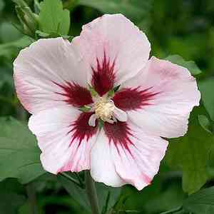 Roselle(Hibiscus sabdariffa)