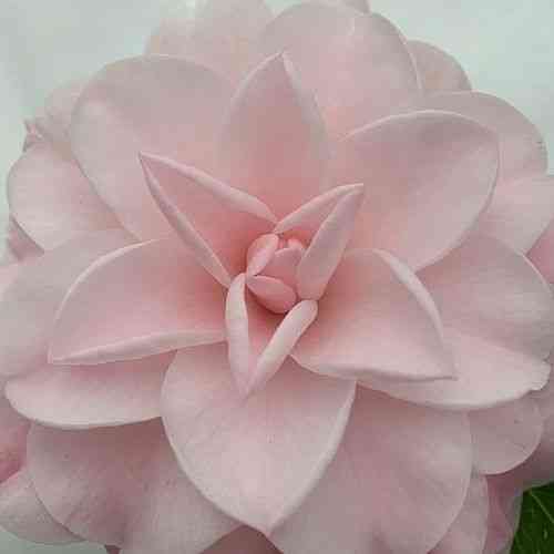 Japanese camellia(Camellia japonica)