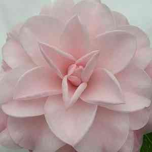 Japanese camellia(Camellia japonica)