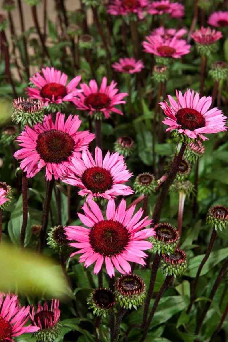 Purple coneflower(Echinacea purpurea)