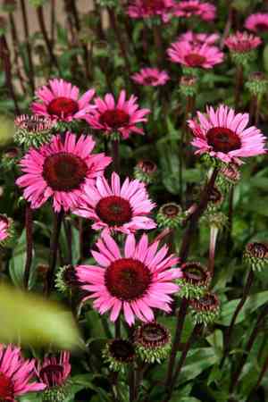 Purple coneflower(Echinacea purpurea)
