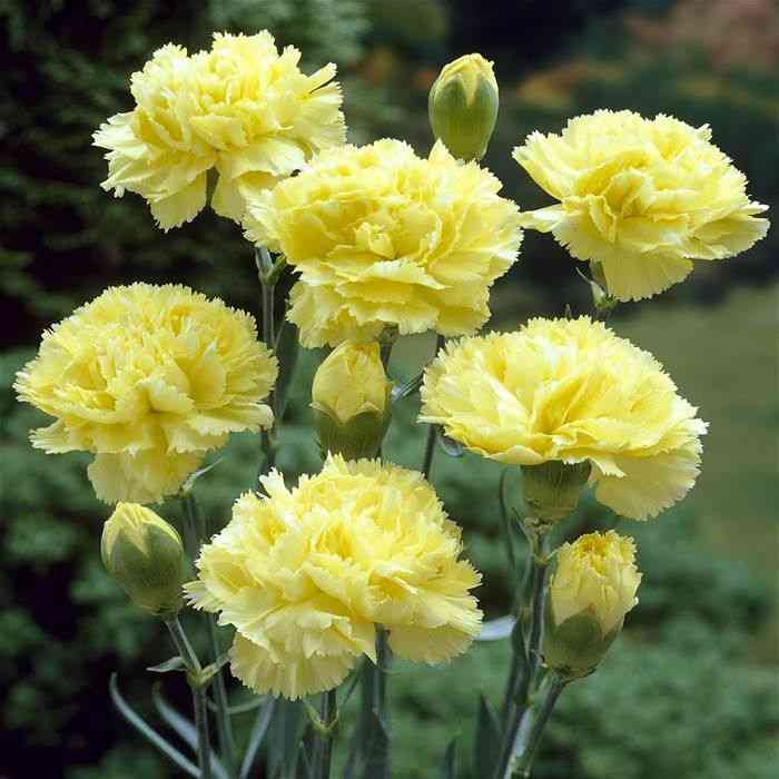 Carnation(Dianthus caryophyllus)