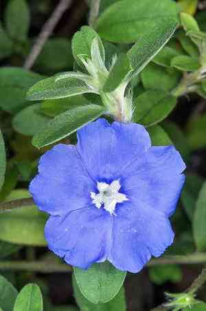 Blue daze(Evolvulus glomeratus)