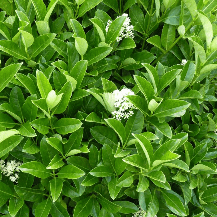Sweet viburnum