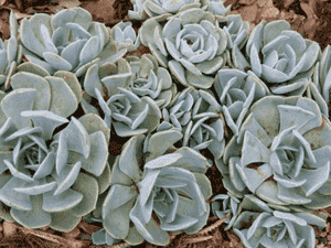 Echeveria runyonii(Echeveria runyonii)