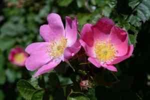 Alpine rose(Rosa abietina)