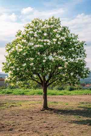 Southern magnolia(Magnolia grandiflora)