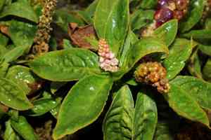 Southern pokeweed(Phytolacca bogotensis)