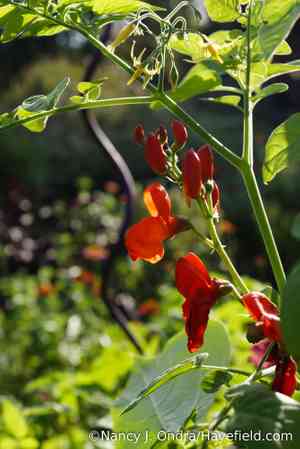 Currant tomato(Solanum pimpinellifolium)