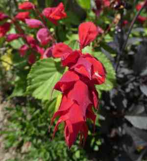 Flaming sword bromeliad(Lutheria splendens)