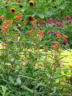 Bloodflower(Asclepias curassavica)