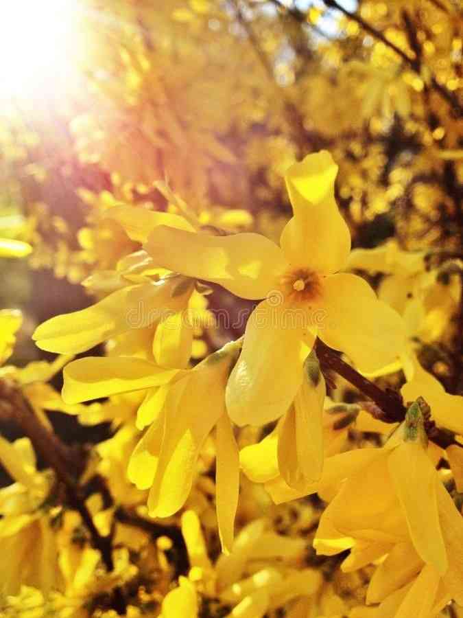 Weeping forsythia(Forsythia suspensa)