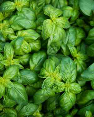 Sweet basil(Ocimum basilicum)