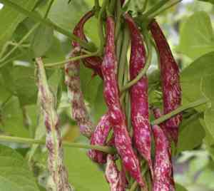 Common bean(Phaseolus vulgaris)