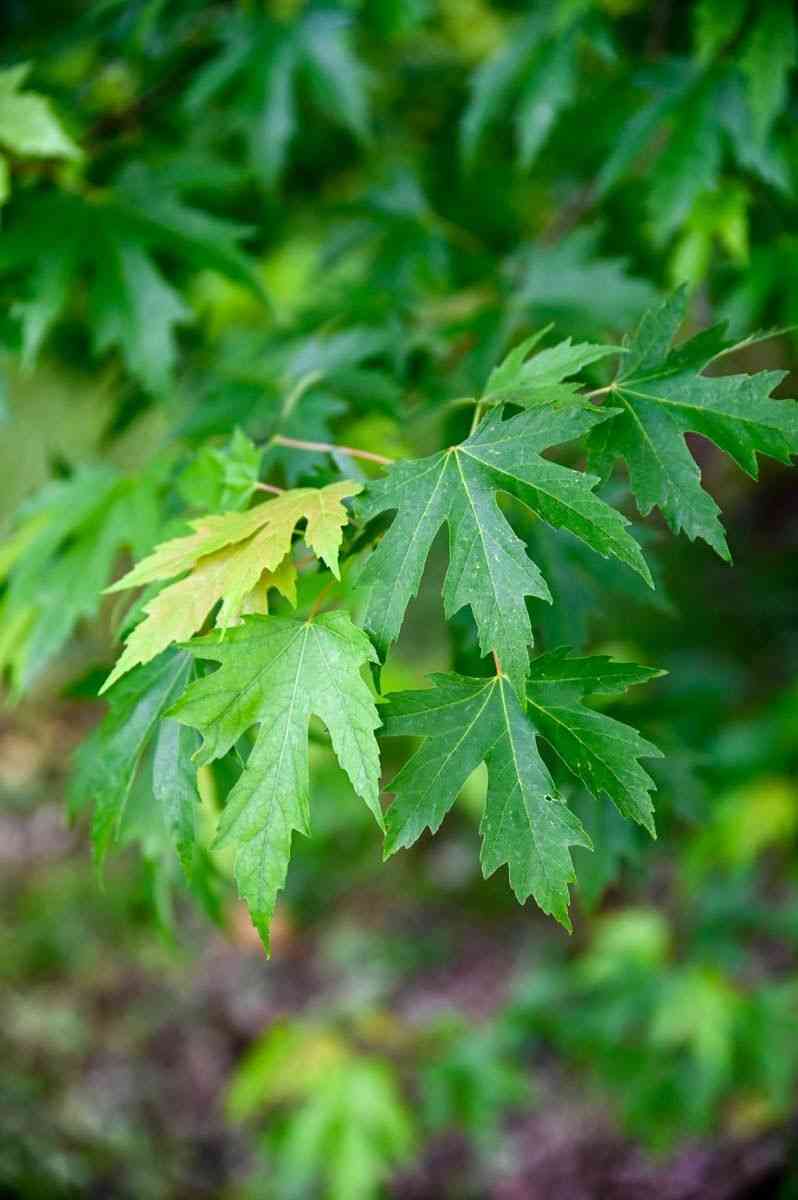 Silver maple(Acer saccharinum)