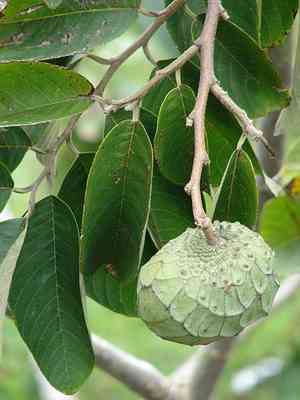 Cherimoya(Annona cherimola)