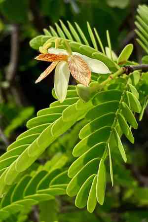 Tamarind(Tamarindus indica)