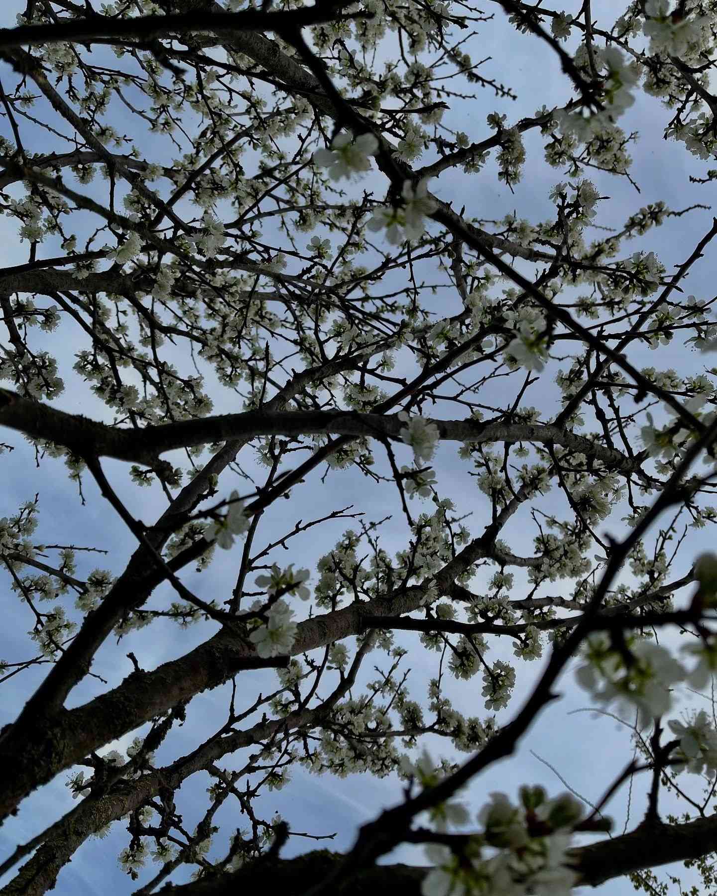 European plum(Prunus domestica)