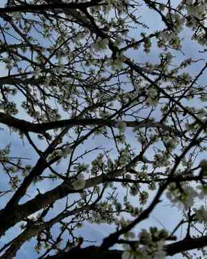 European plum(Prunus domestica)