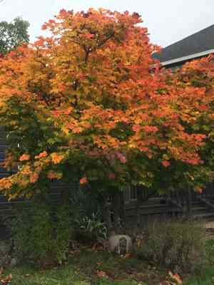 Vine maple(Acer circinatum)
