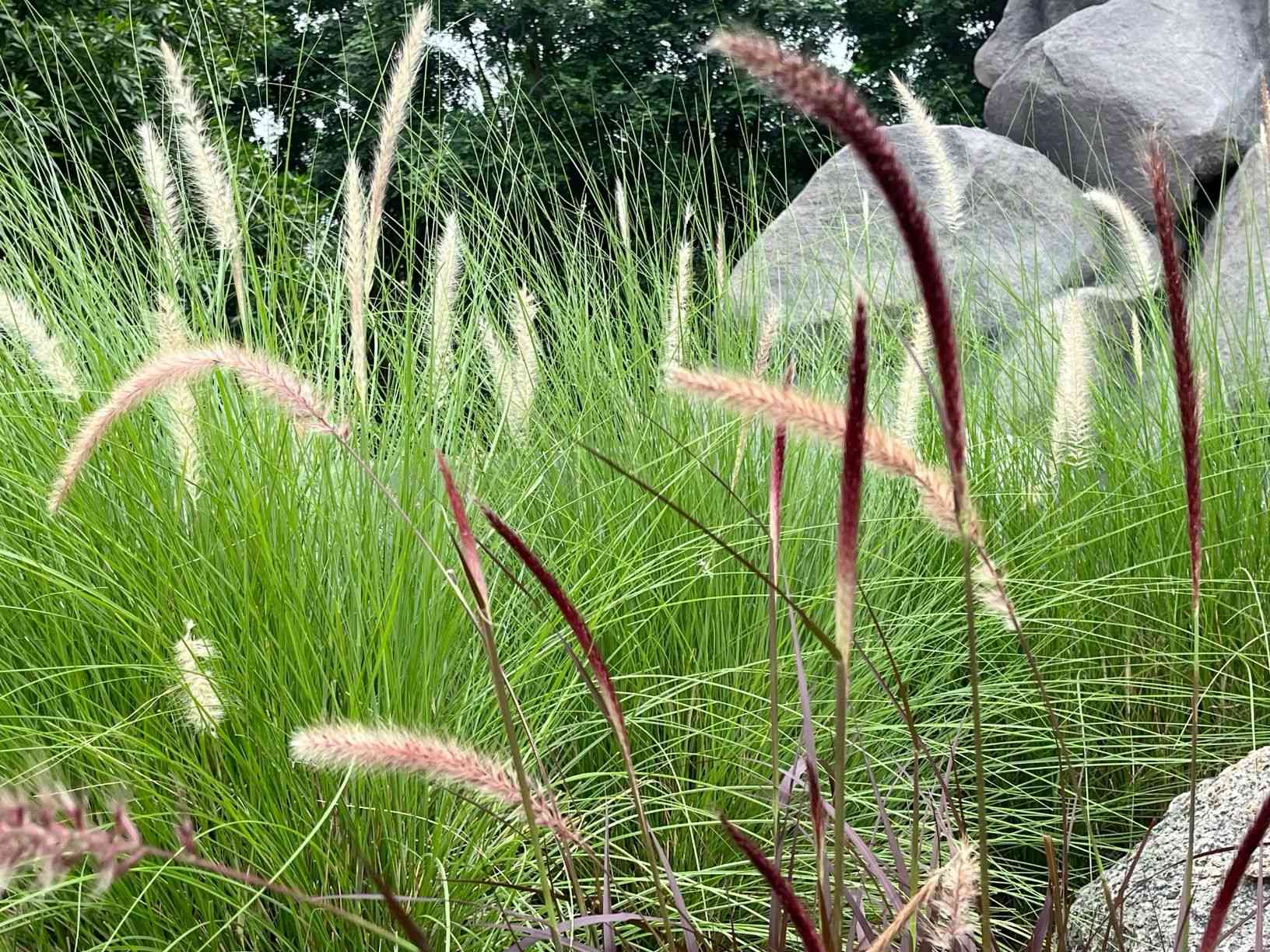 Crimson fountain grass(Cenchrus setaceus)