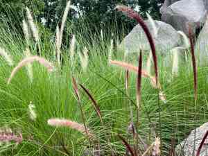 Crimson fountain grass(Cenchrus setaceus)